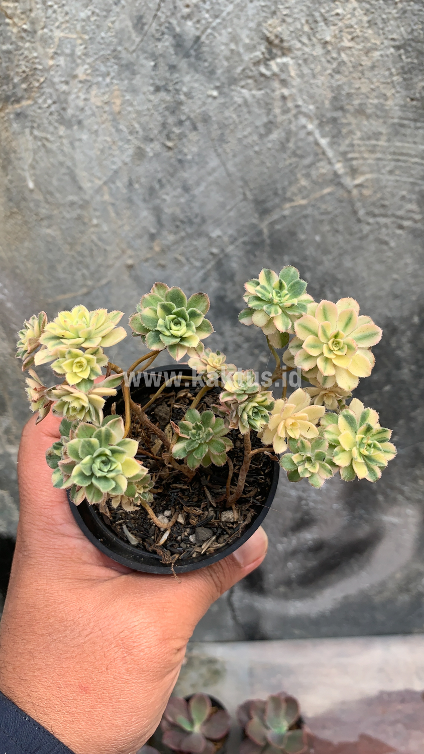 285. Aeonium Castello Paivae - Image 3