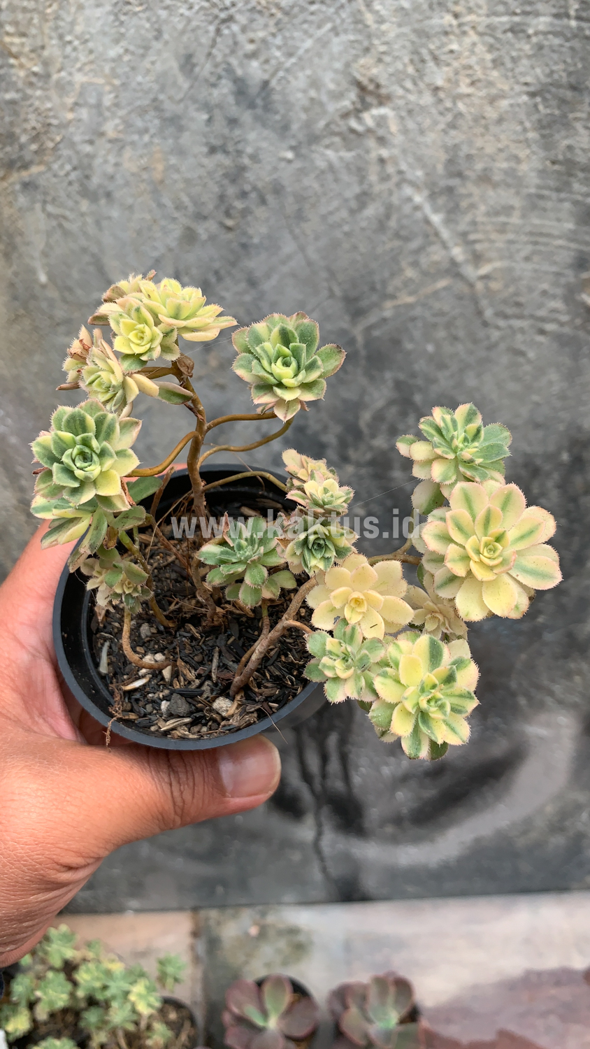 285. Aeonium Castello Paivae - Image 2