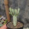 288. Euphorbia Mammillaris