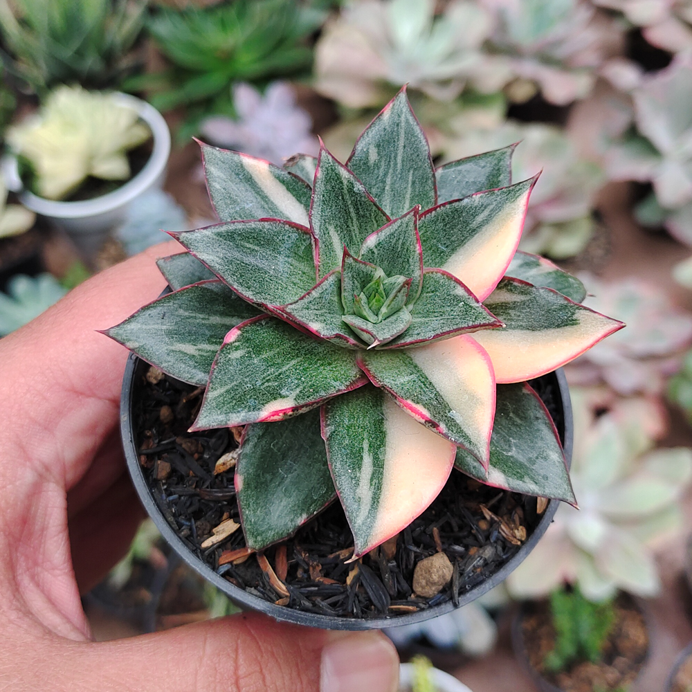 290. Echeveria Monocerotis Variegated - Image 10