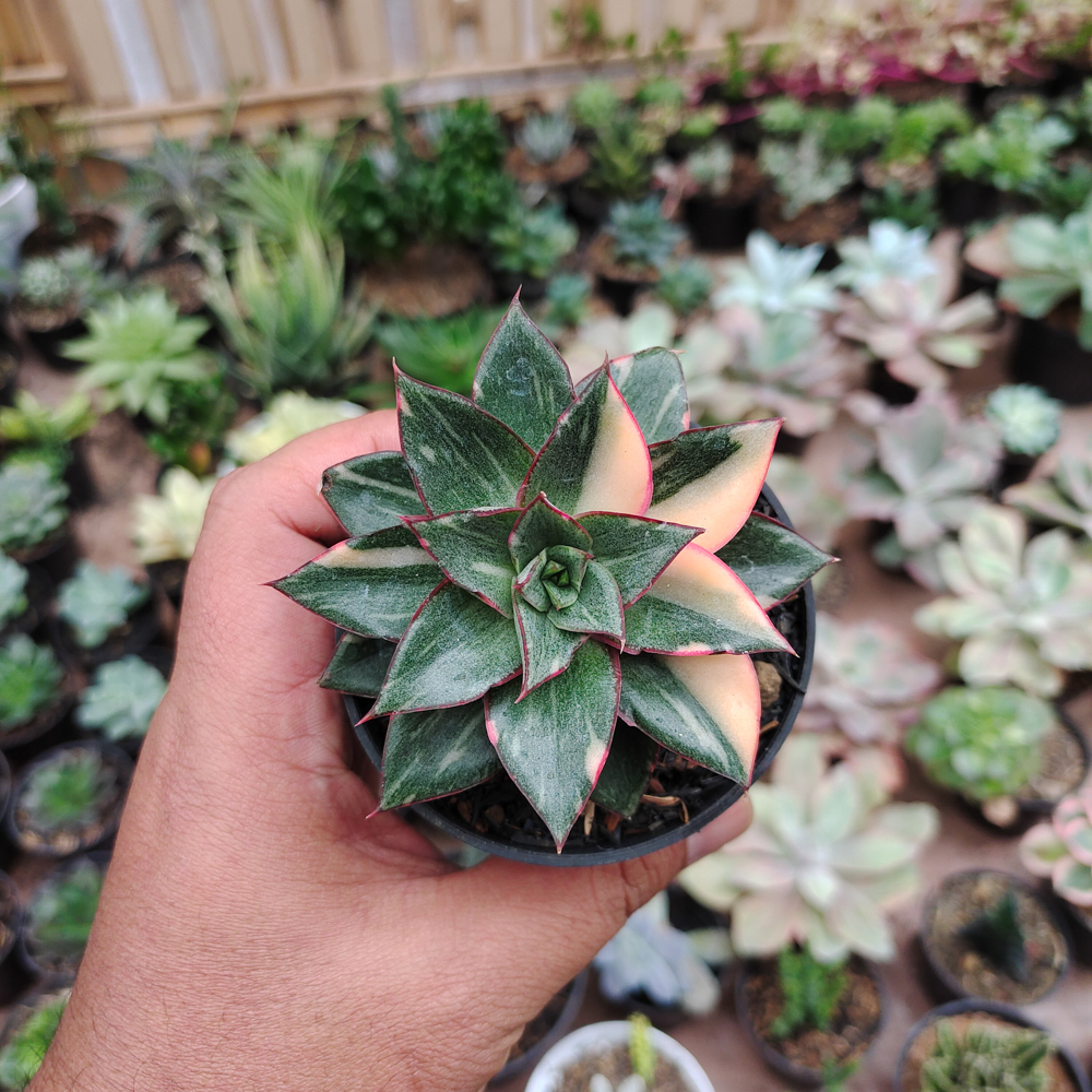 290. Echeveria Monocerotis Variegated - Image 18