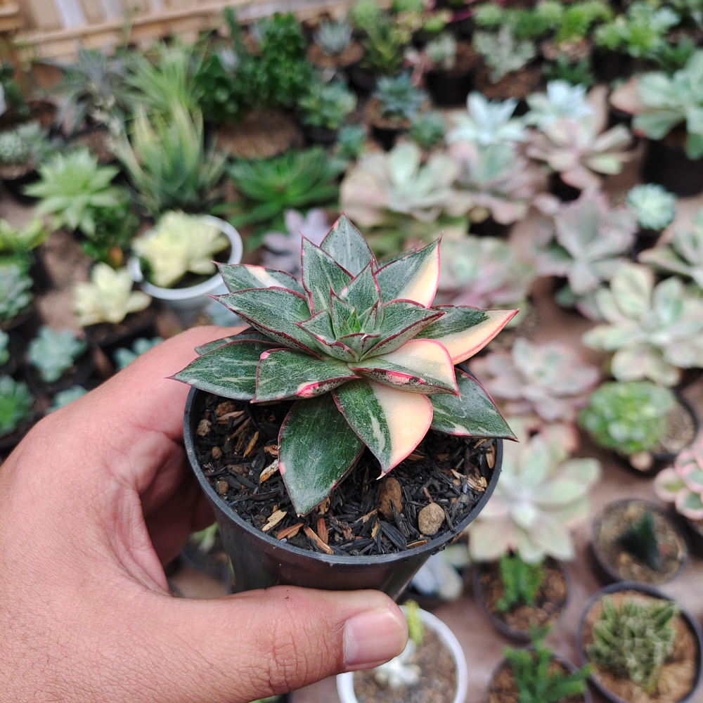 290. Echeveria Monocerotis Variegated - Image 11