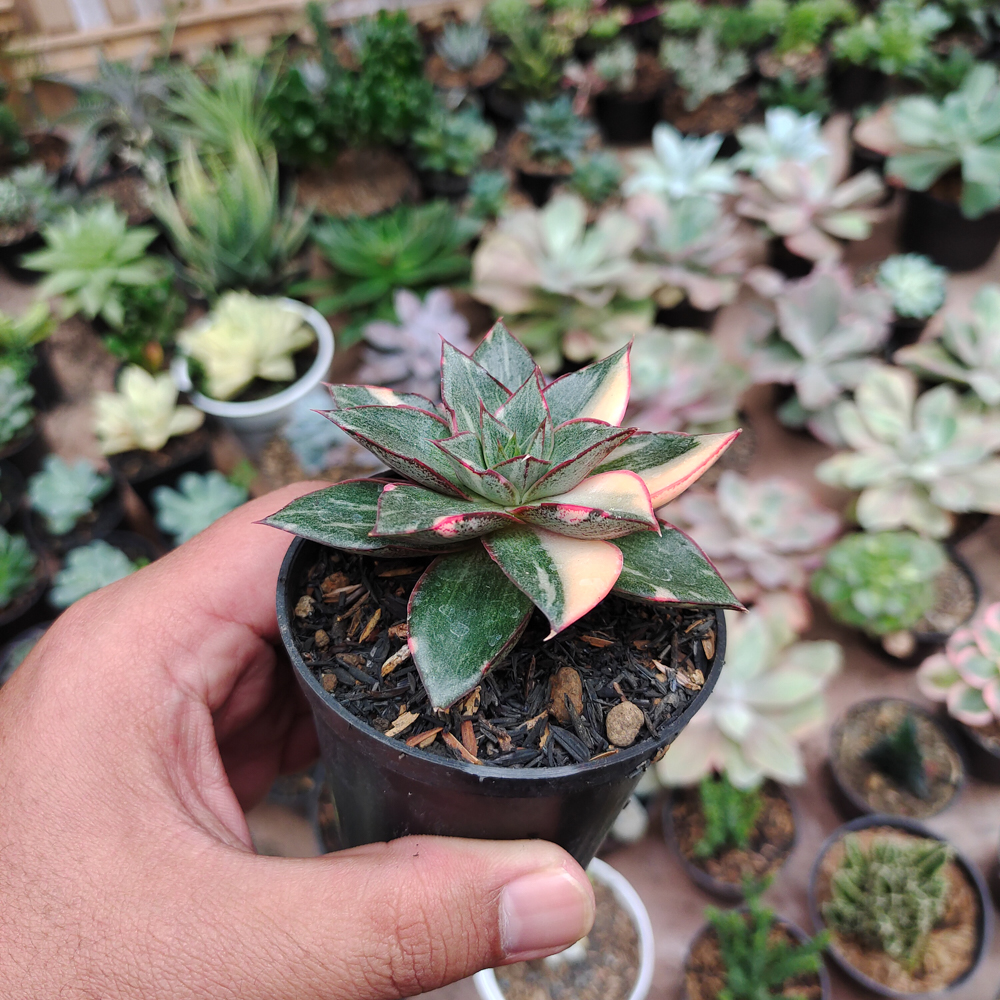 290. Echeveria Monocerotis Variegated - Image 12