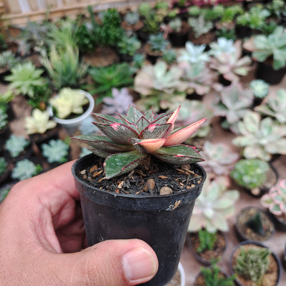 290. Echeveria Monocerotis Variegated - Image 13