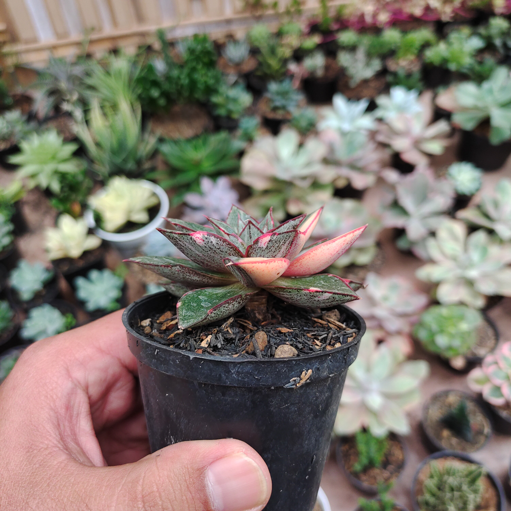 290. Echeveria Monocerotis Variegated - Image 14