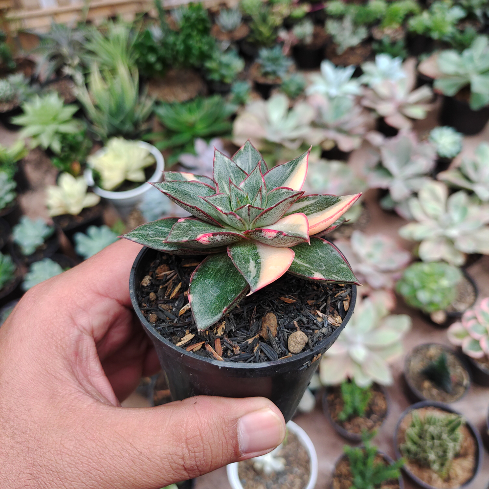 290. Echeveria Monocerotis Variegated - Image 15