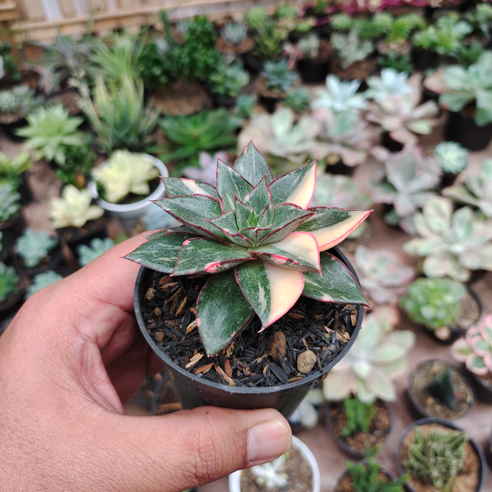290. Echeveria Monocerotis Variegated - Image 16
