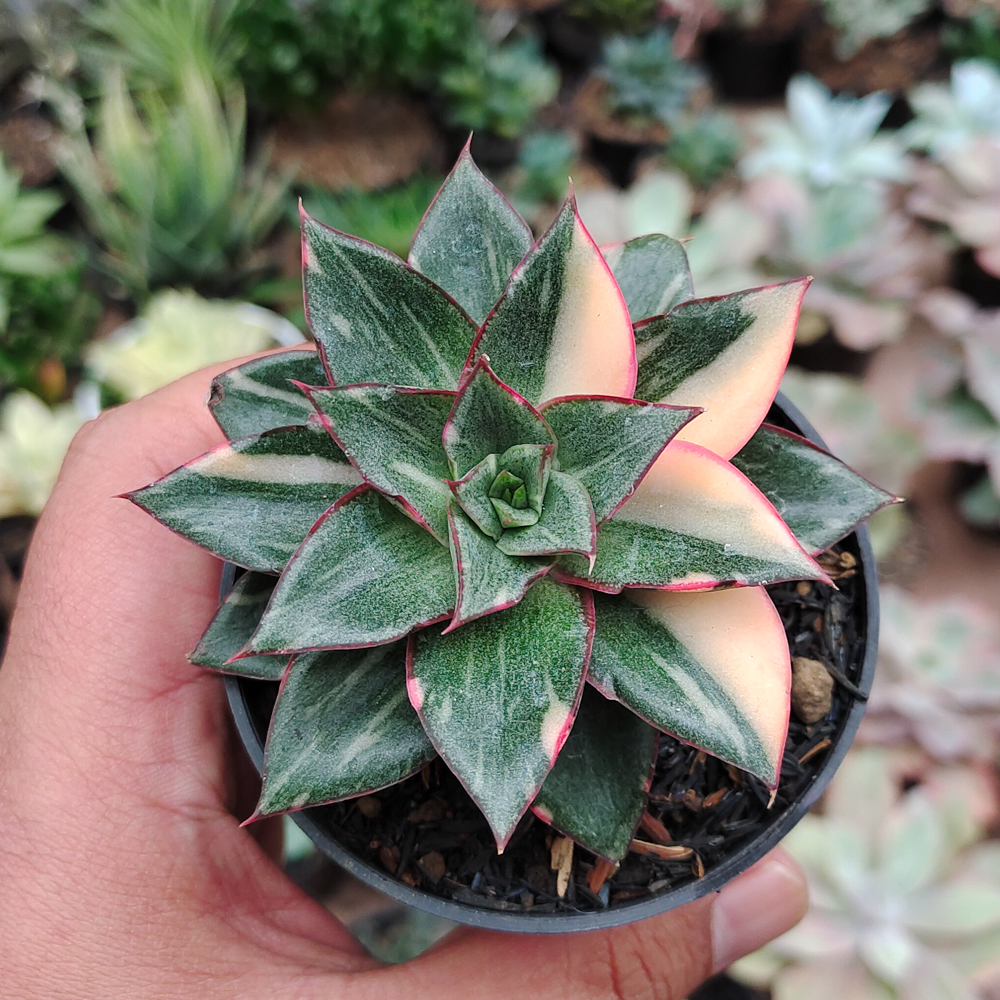 290. Echeveria Monocerotis Variegated - Image 17