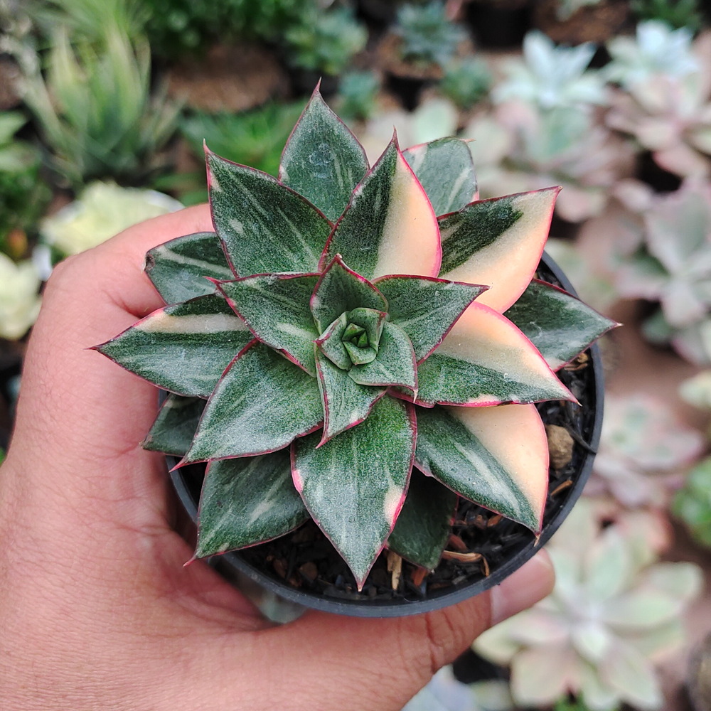 290. Echeveria Monocerotis Variegated - Image 2