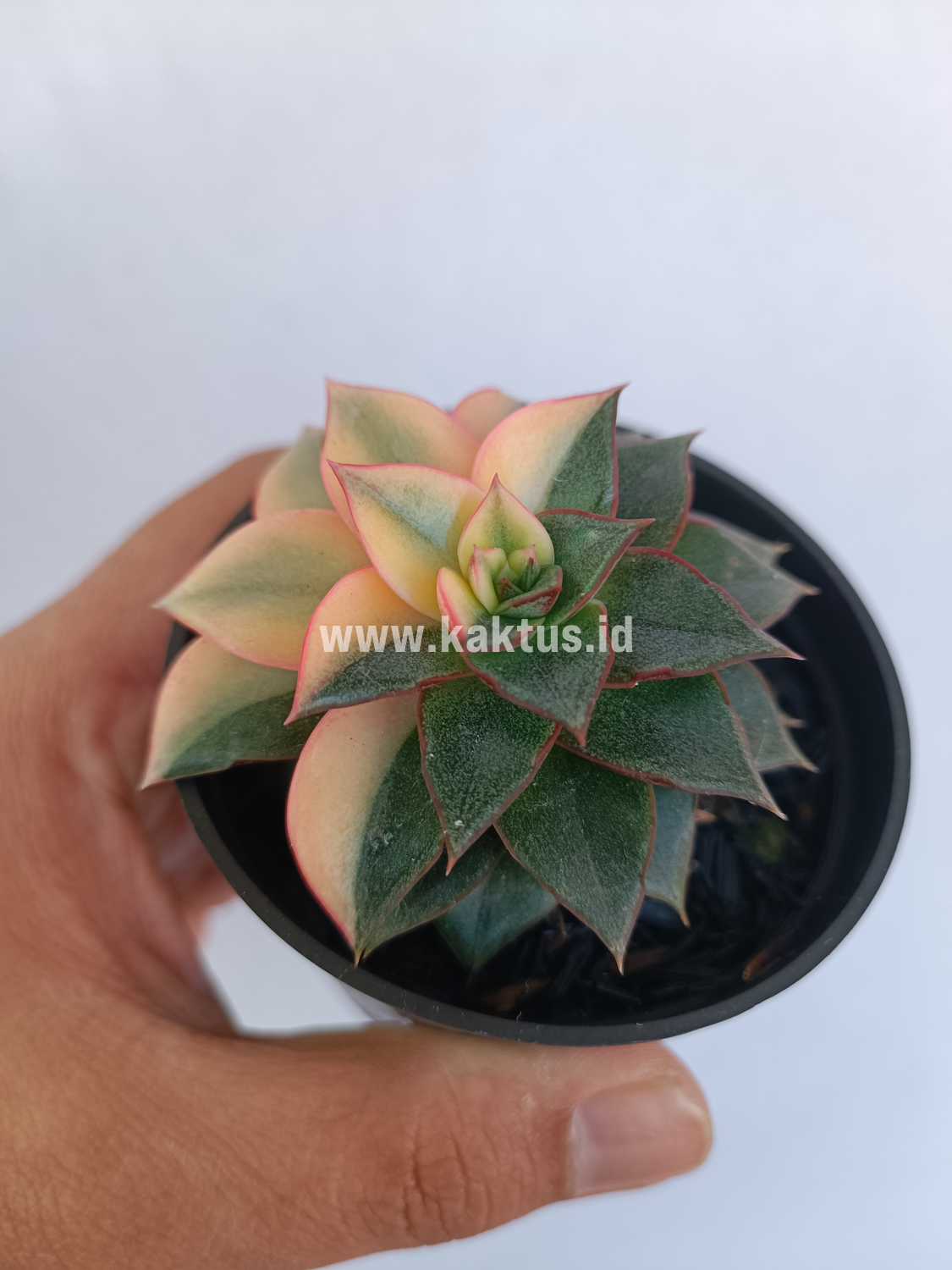 290. Echeveria Monocerotis Variegated - Image 3
