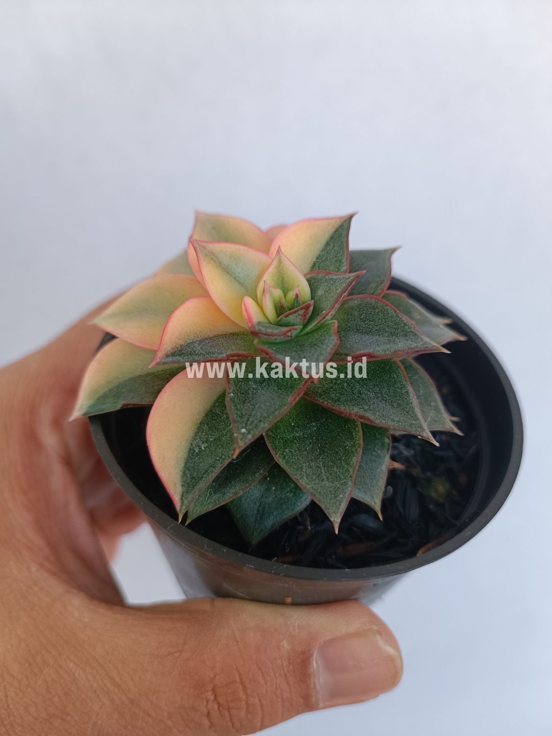 290. Echeveria Monocerotis Variegated - Image 5
