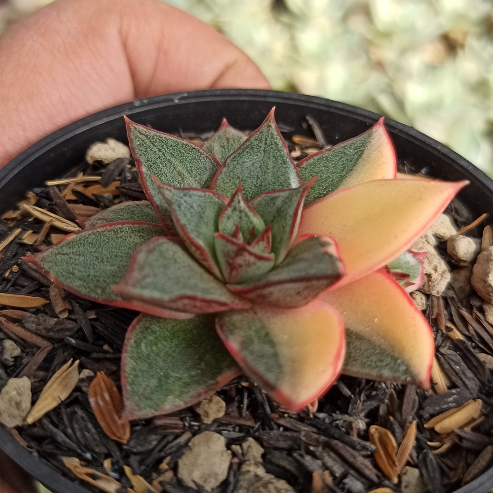 290. Echeveria Monocerotis Variegated - Image 4