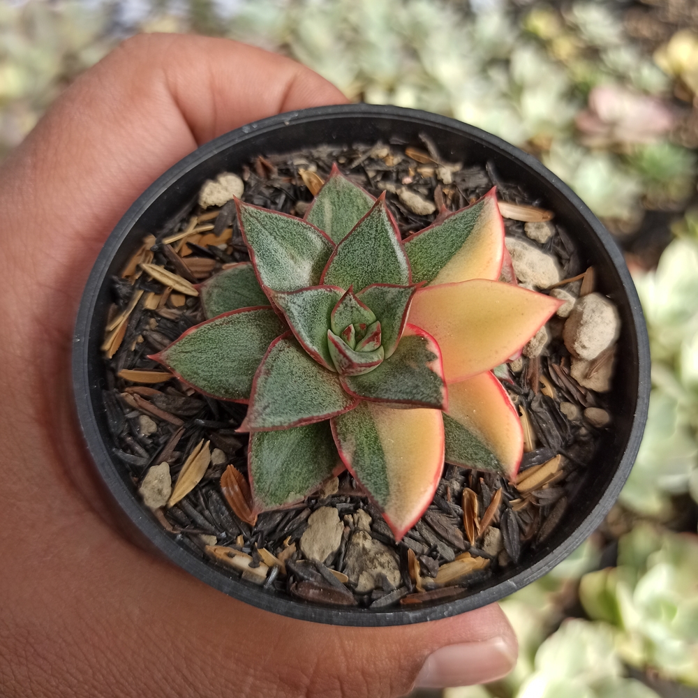 290. Echeveria Monocerotis Variegated - Image 7