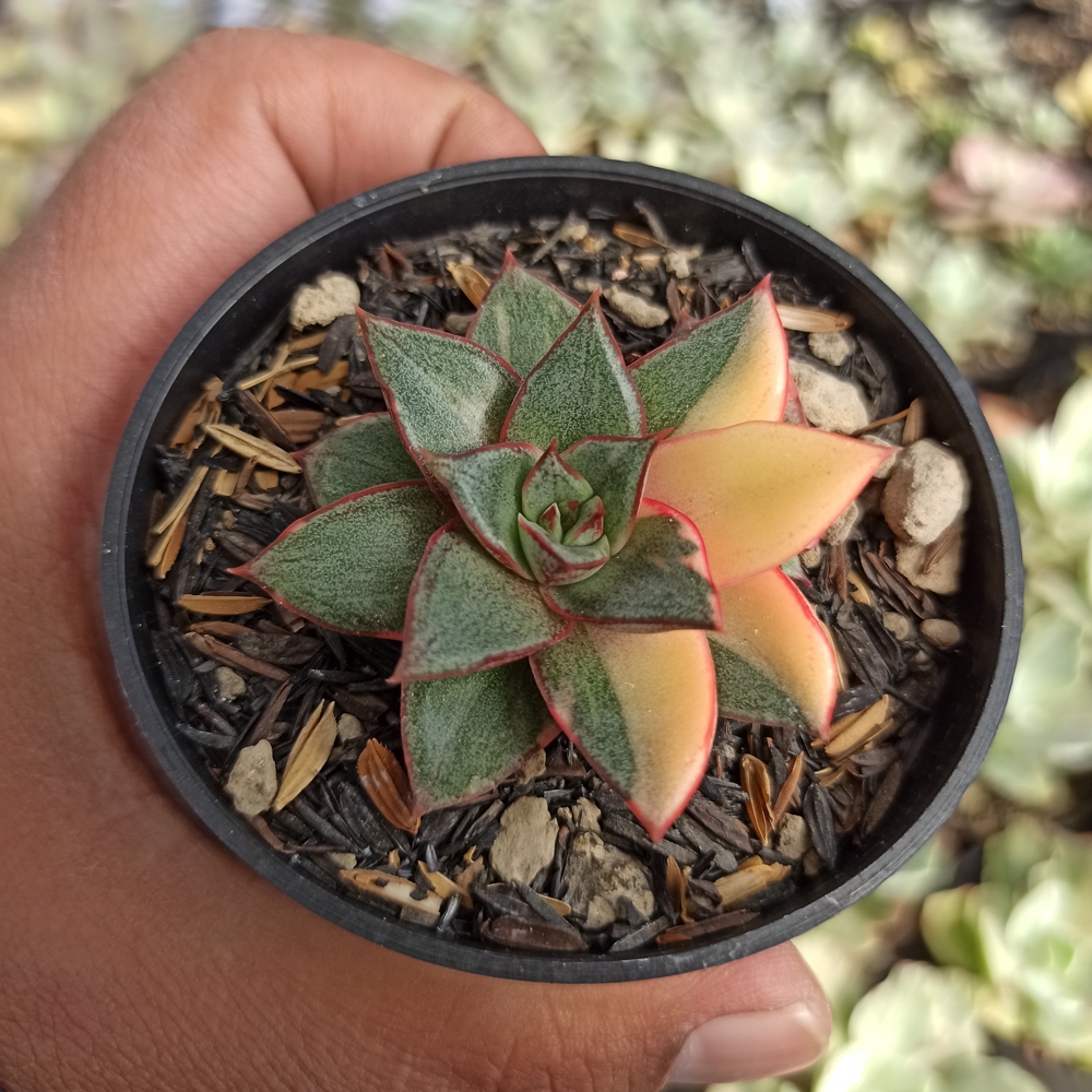 290. Echeveria Monocerotis Variegated - Image 6