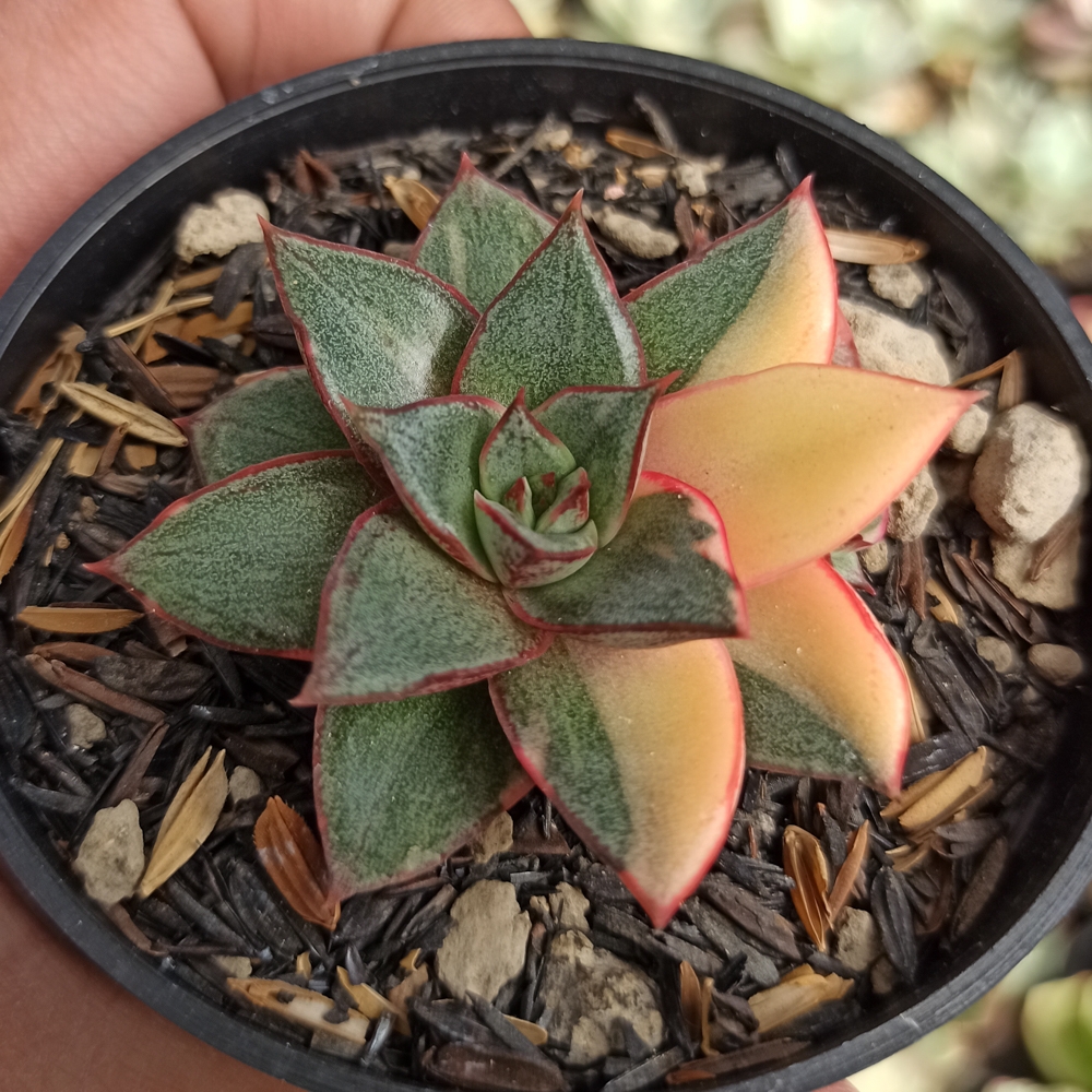 290. Echeveria Monocerotis Variegated - Image 9