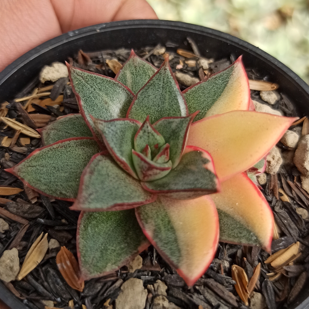 290. Echeveria Monocerotis Variegated - Image 8