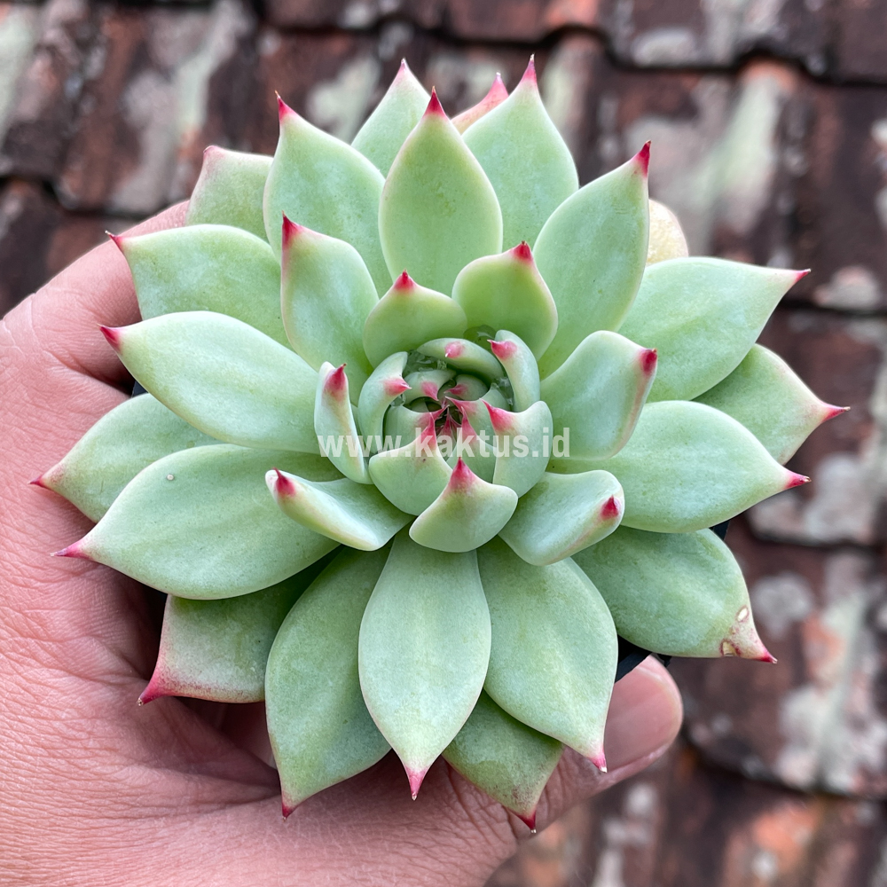 292. Echeveria Shimoyama Colorata / Echeveria Chihuahua - Image 5