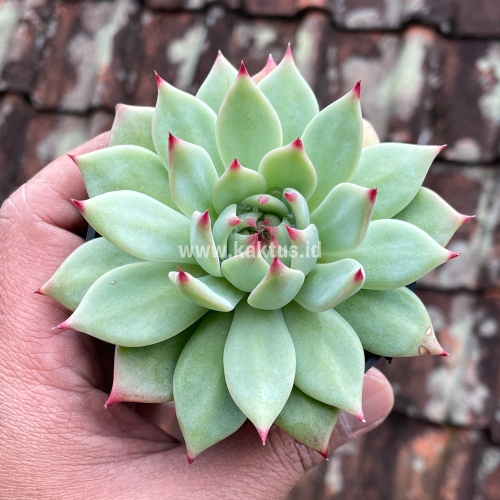 292. Echeveria Shimoyama Colorata / Echeveria Chihuahua - Image 6