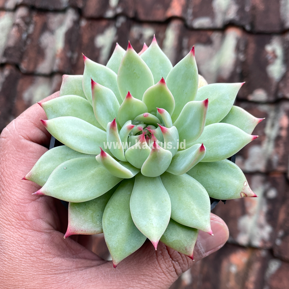 292. Echeveria Shimoyama Colorata / Echeveria Chihuahua - Image 9