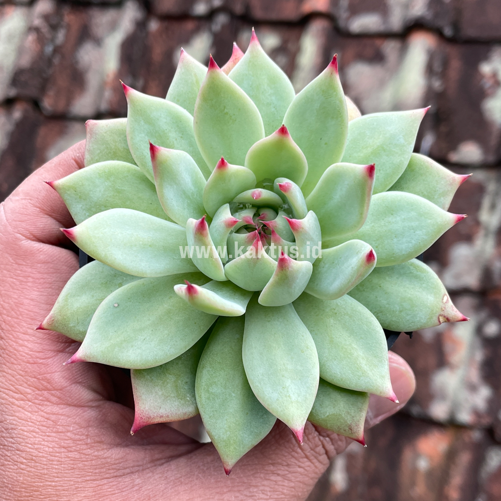 292. Echeveria Shimoyama Colorata / Echeveria Chihuahua - Image 10