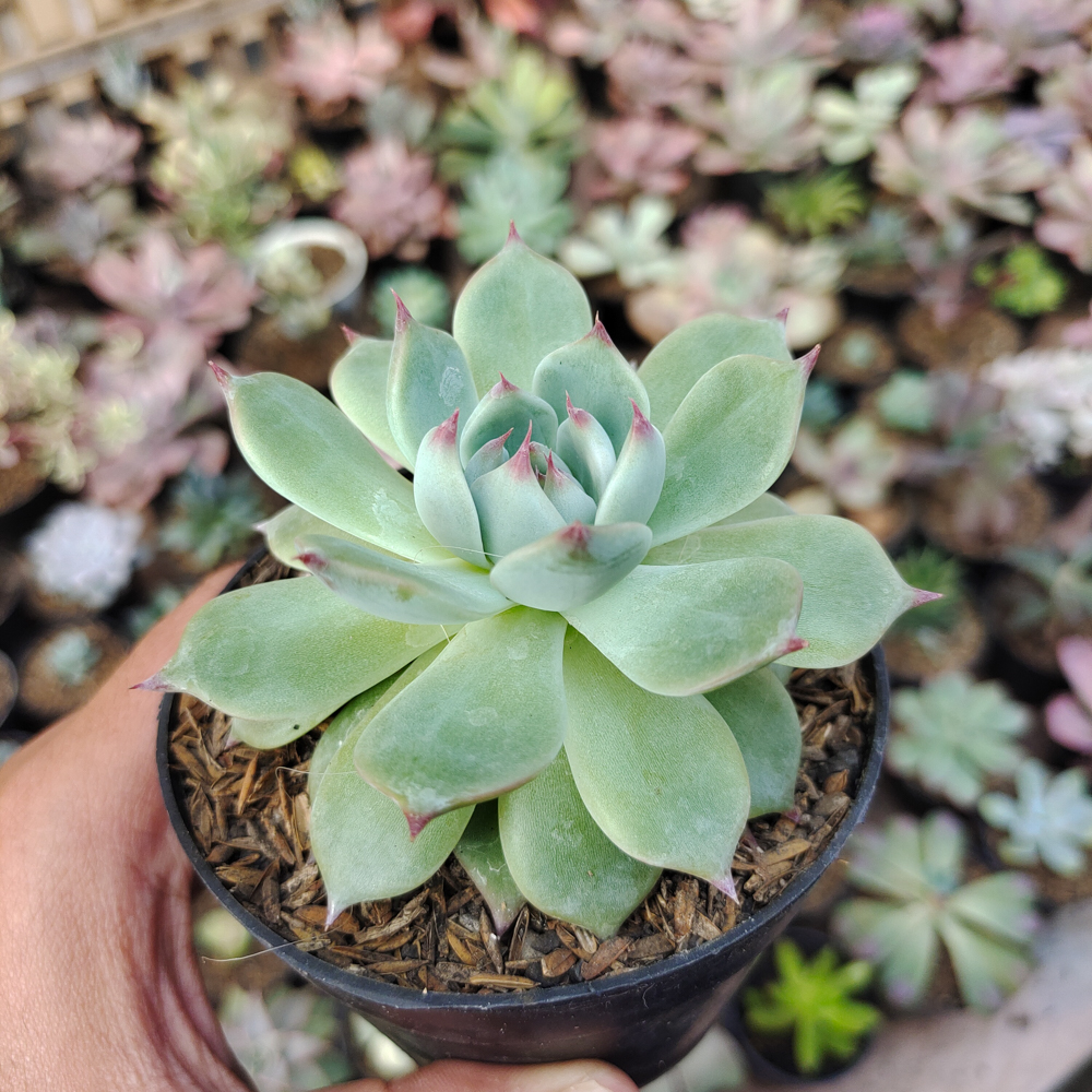 292. Echeveria Shimoyama Colorata / Echeveria Chihuahua - Image 4