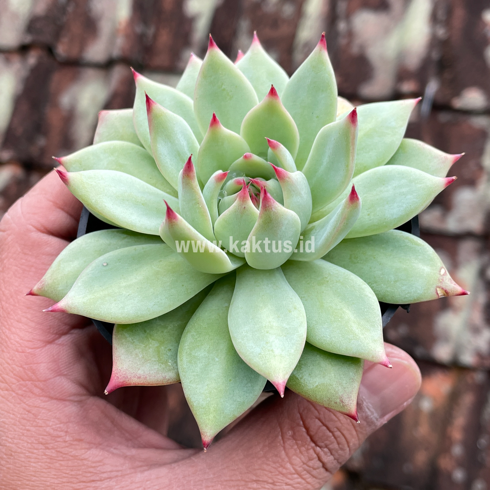 292. Echeveria Shimoyama Colorata / Echeveria Chihuahua - Image 2
