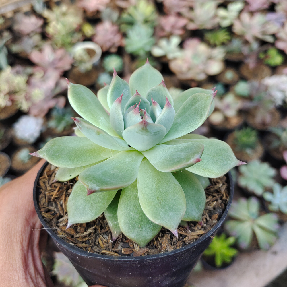 292. Echeveria Shimoyama Colorata / Echeveria Chihuahua - Image 8