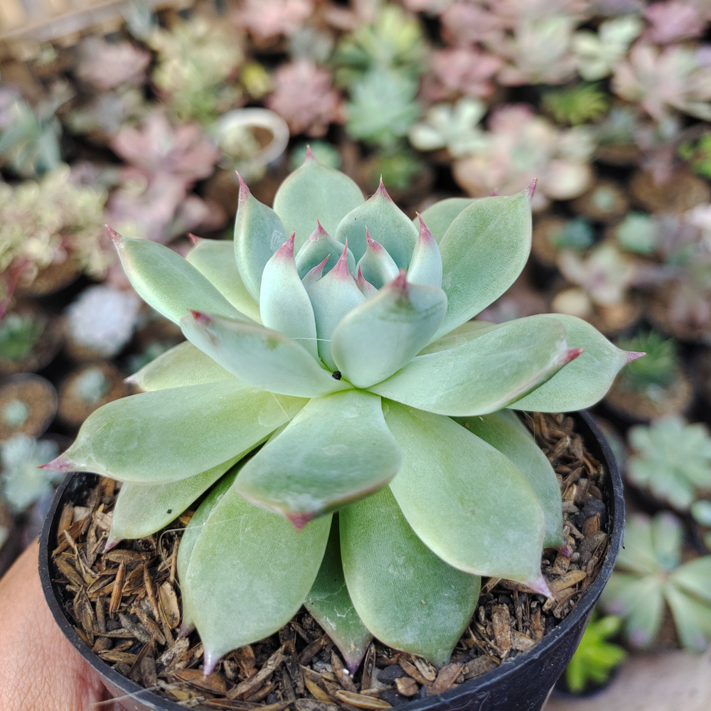292. Echeveria Shimoyama Colorata / Echeveria Chihuahua - Image 7
