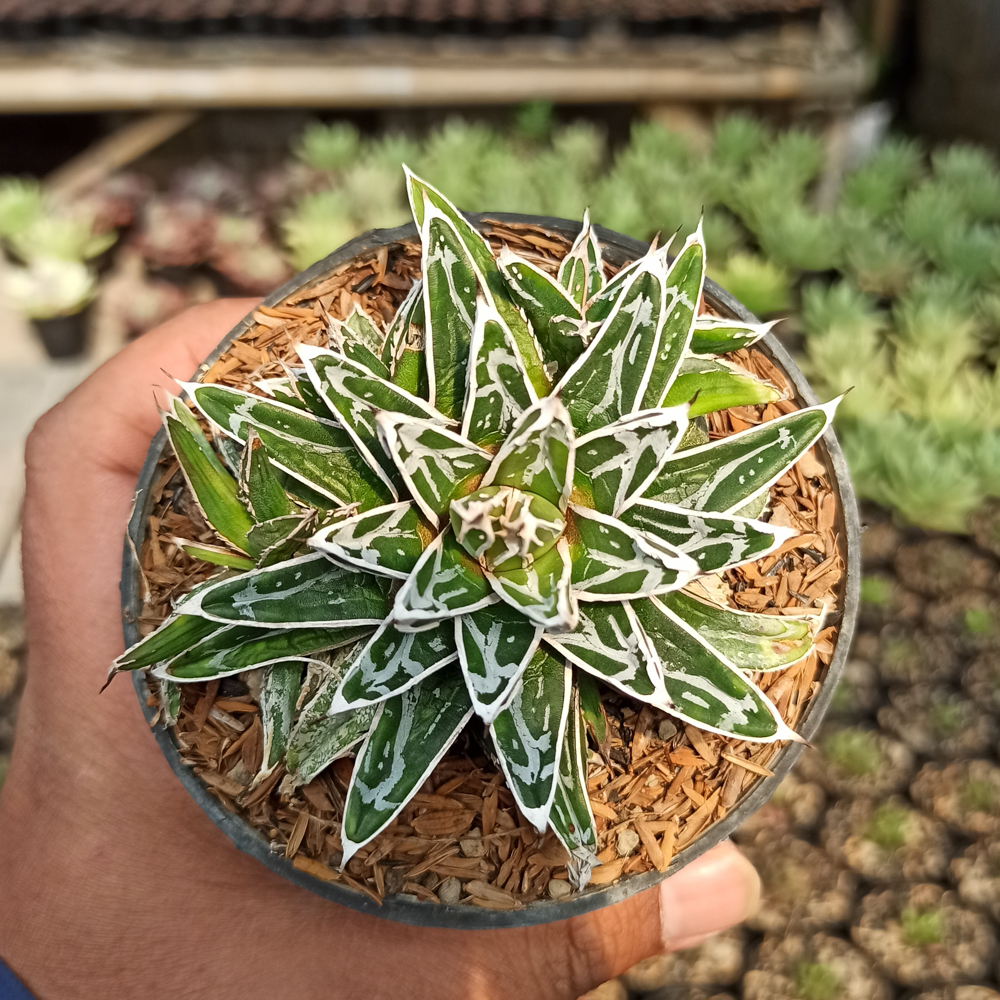 293. Agave Himesanoyuki - Image 6
