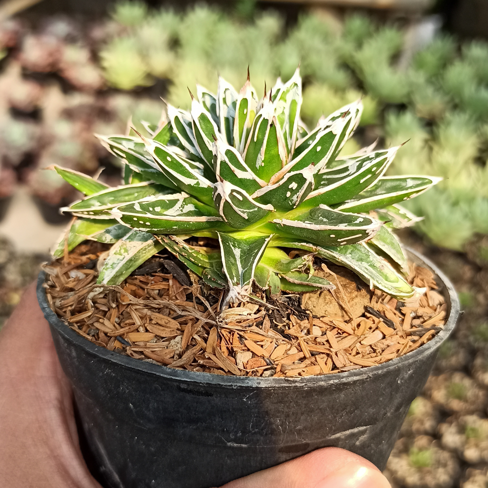 293. Agave Himesanoyuki - Image 5