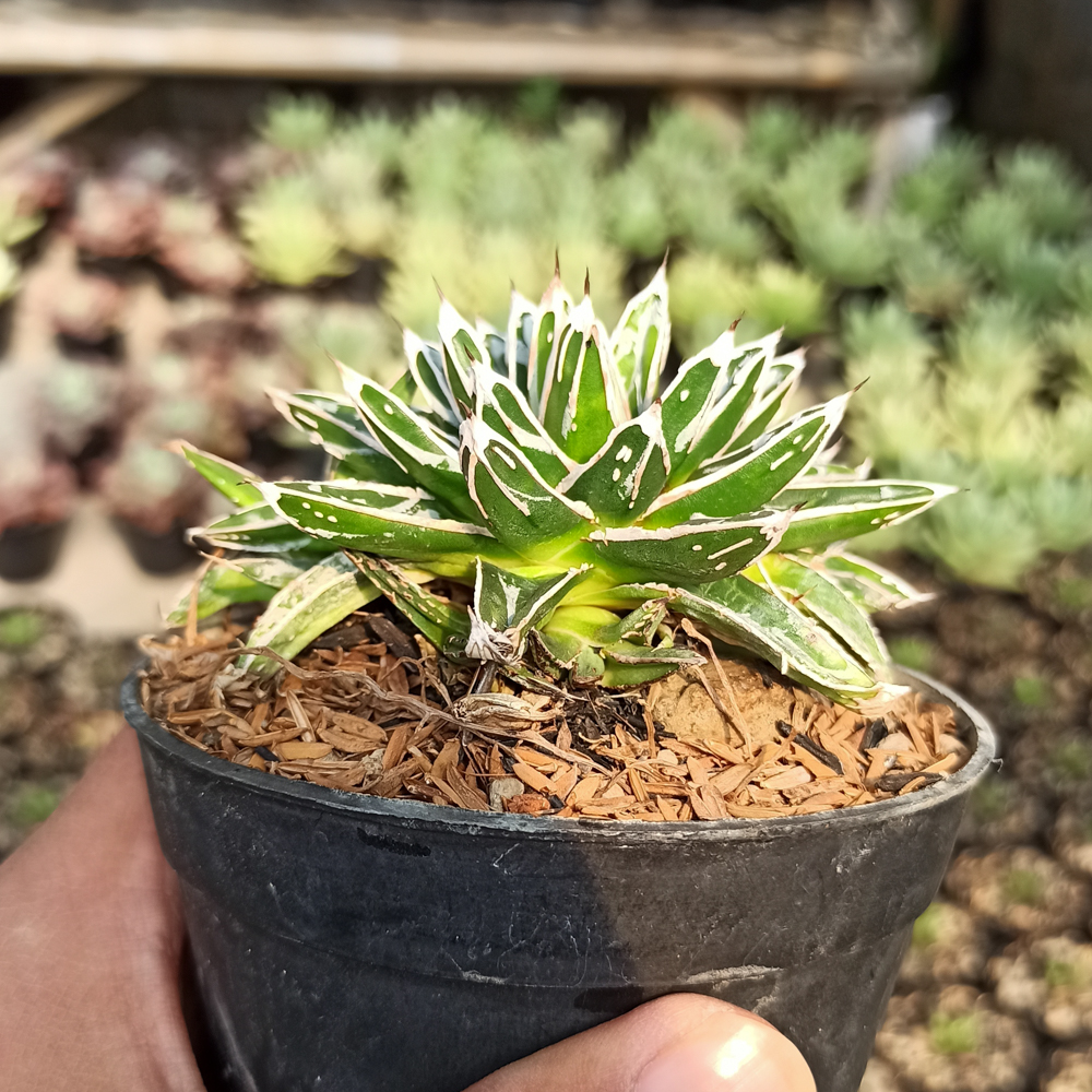 293. Agave Himesanoyuki - Image 4
