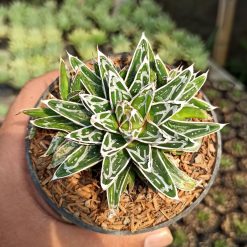 Alternative view of 293. Agave Himesanoyuki