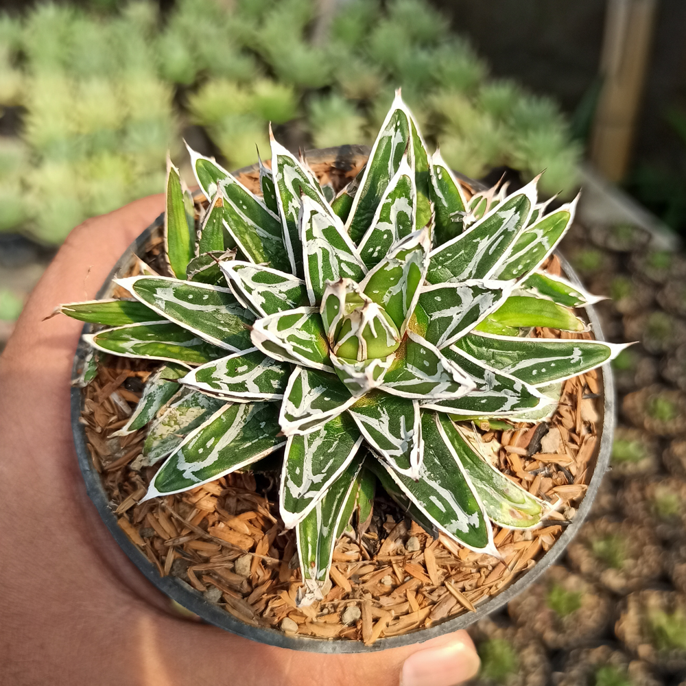 293. Agave Himesanoyuki - Image 2