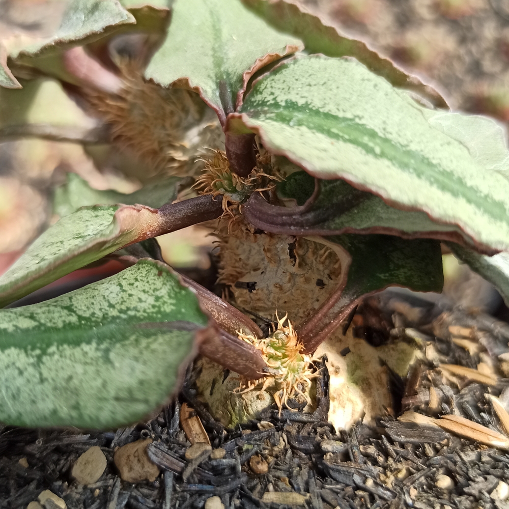 294. Euphorbia Francoisii - Image 2
