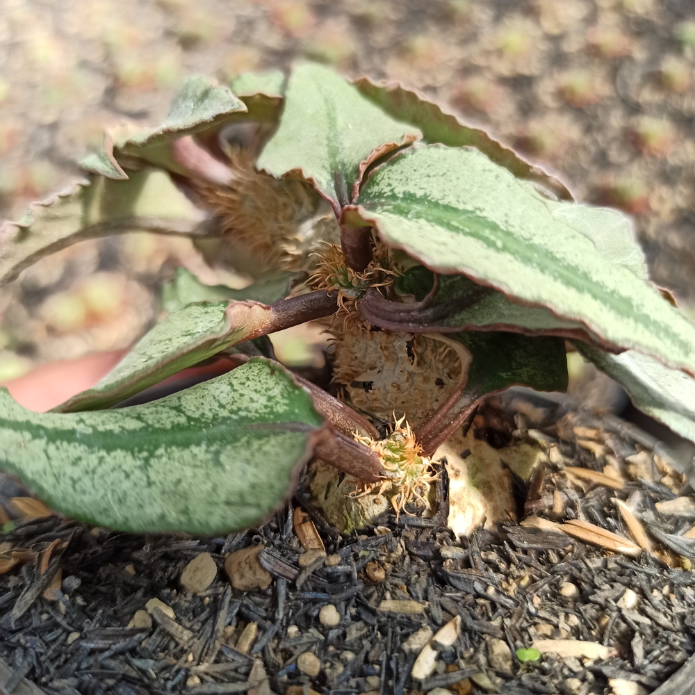 294. Euphorbia Francoisii - Image 5