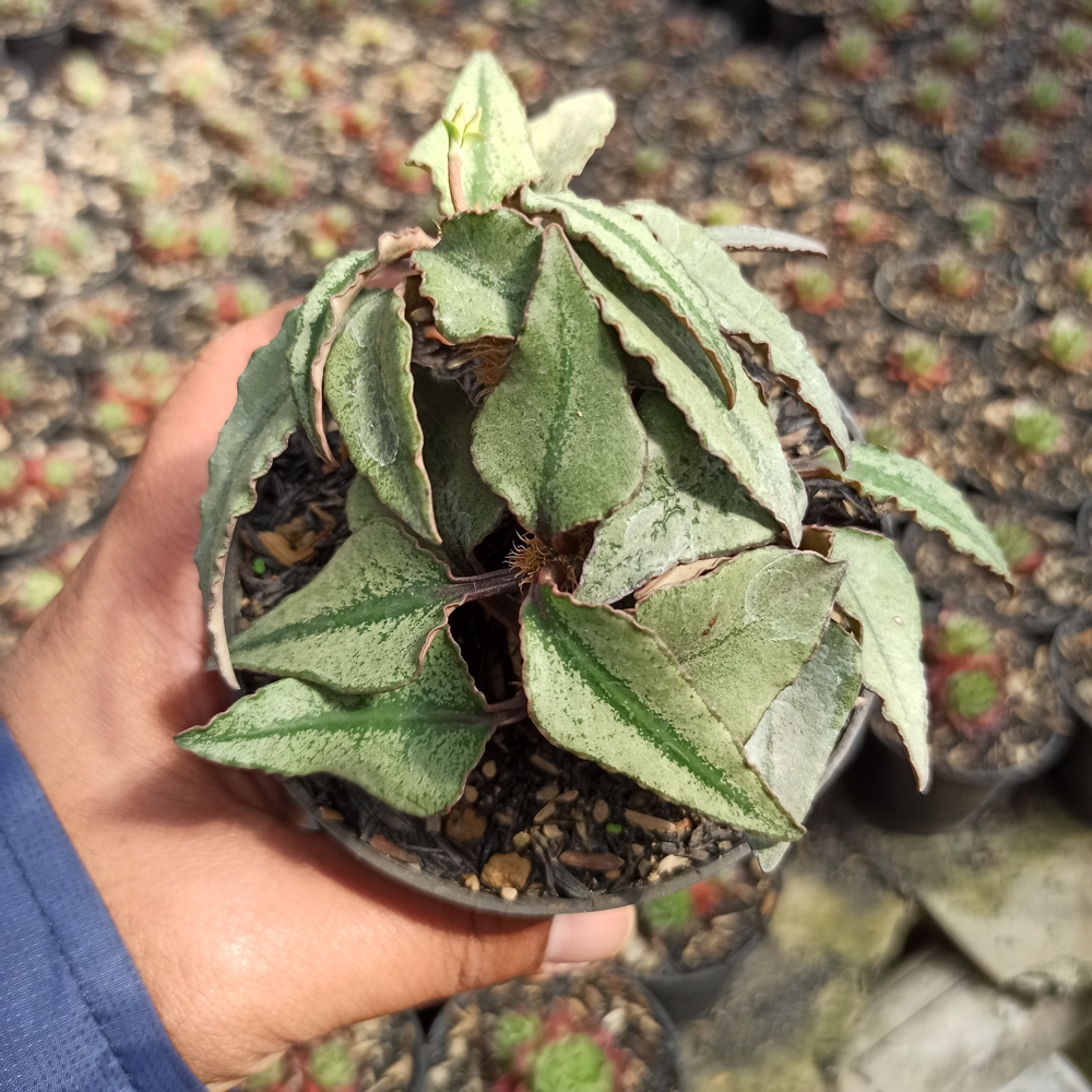 294. Euphorbia Francoisii - Image 4