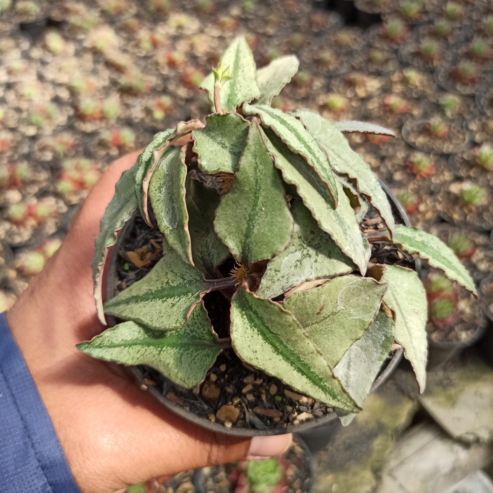 294. Euphorbia Francoisii - Image 6