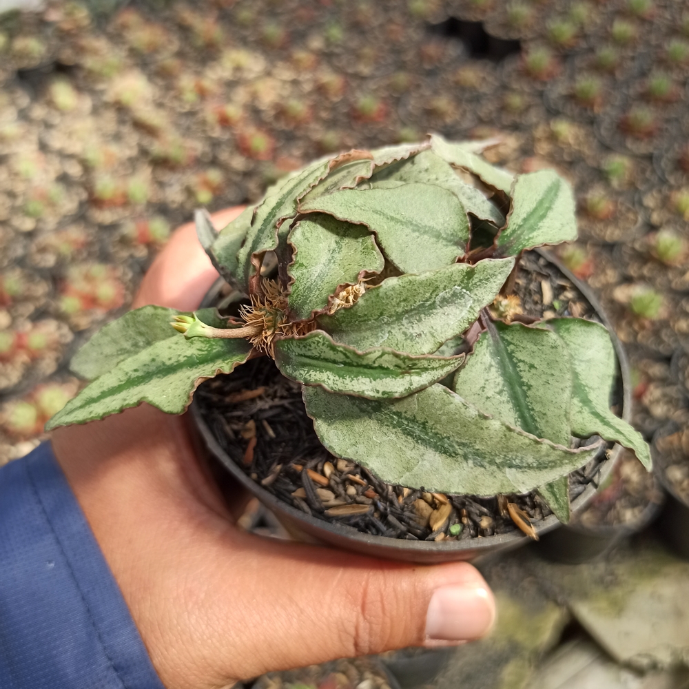 294. Euphorbia Francoisii