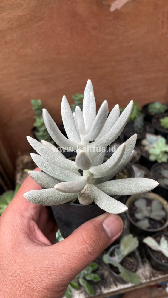 298. Senecio Haworthii - Image 7