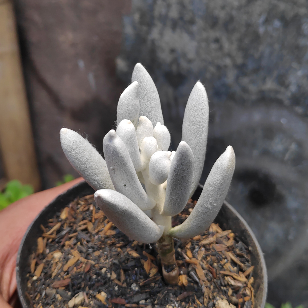 298. Senecio Haworthii - Image 10