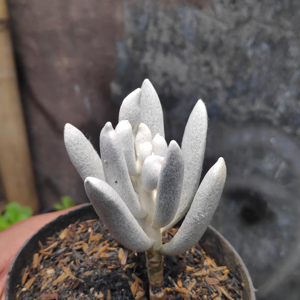 298. Senecio Haworthii - Image 12