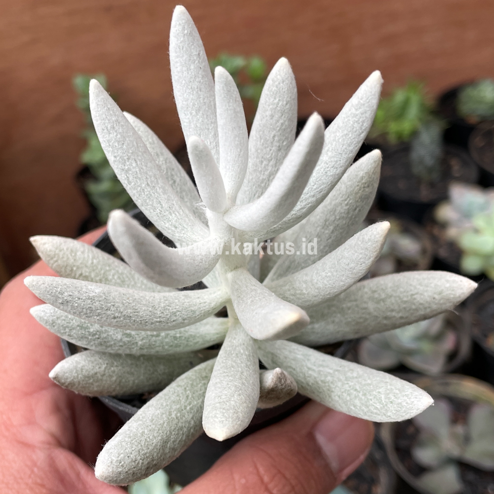 298. Senecio Haworthii - Image 2