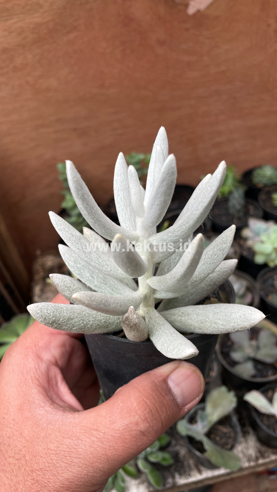 298. Senecio Haworthii - Image 3