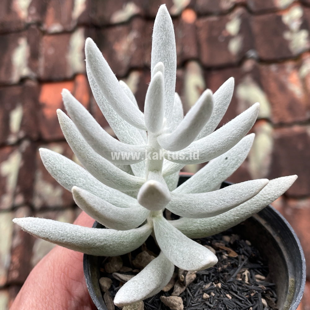 298. Senecio Haworthii - Image 9