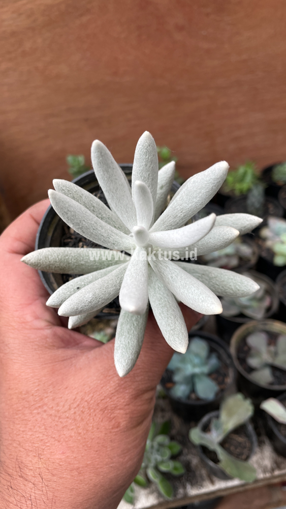 298. Senecio Haworthii - Image 6