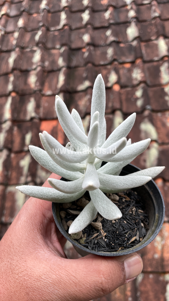 298. Senecio Haworthii - Image 13