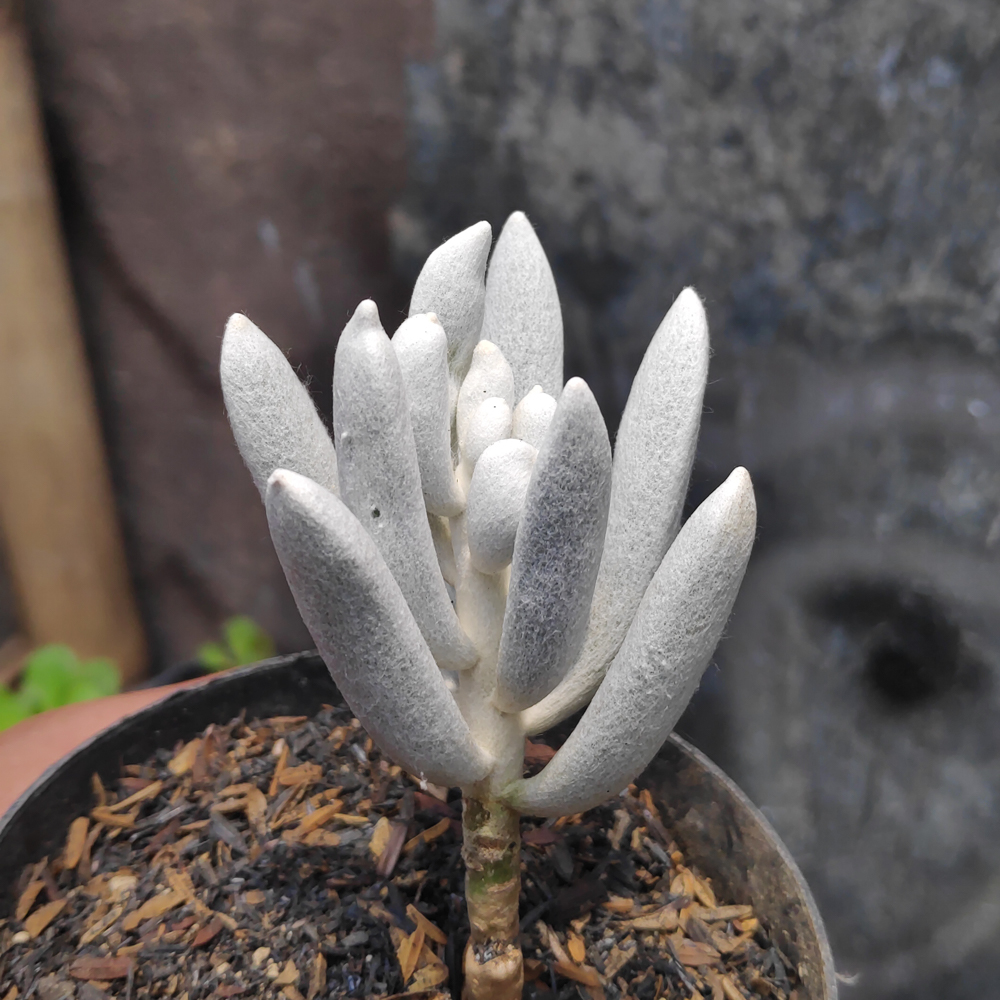298. Senecio Haworthii - Image 4