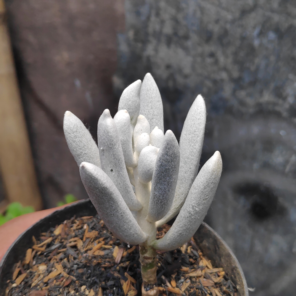 298. Senecio Haworthii - Image 5