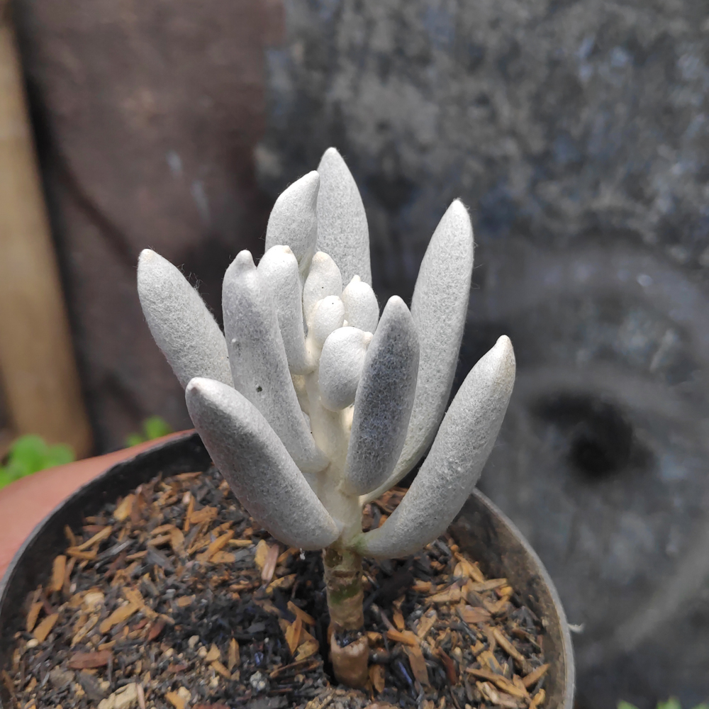 298. Senecio Haworthii - Image 8
