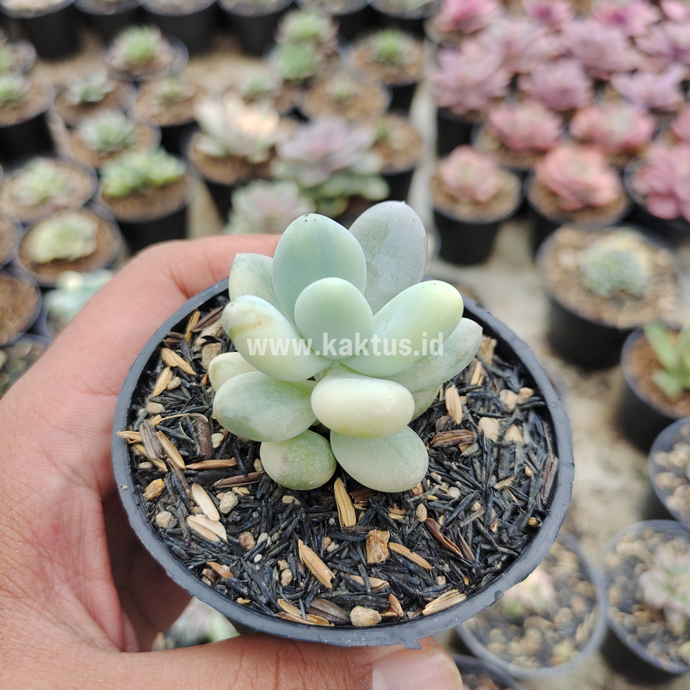 299. Pachyphytum Oviferum - Moonstones Mutation Variegated - Image 10